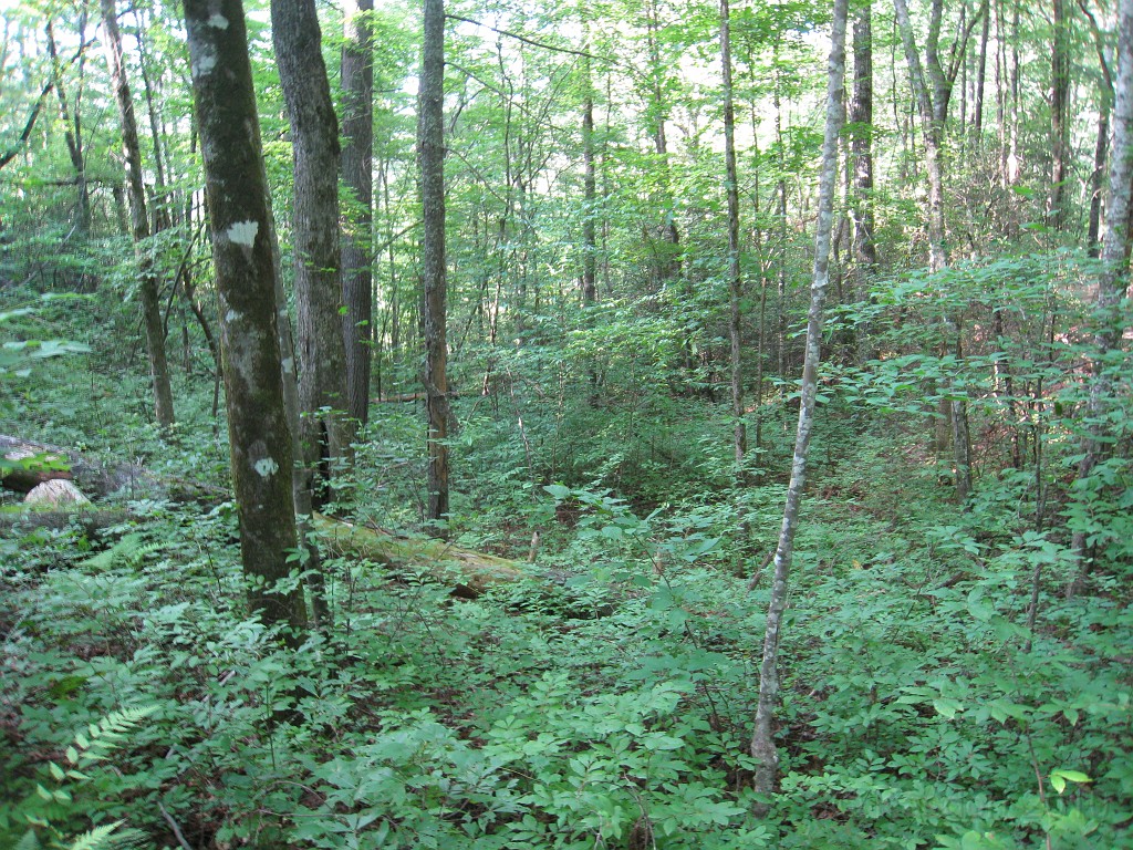Helen to Unicoi 2010 0140.jpg - The trail from Helen Georgia to the lodge at Unicoi State Park makes a fun six mile run. July 2010 and 90 degrees makes it a little bit more of a workout.